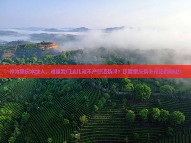 作为重庆本地人，难道我们这儿就不产普洱茶吗？探索重庆茶叶市场的秘密！