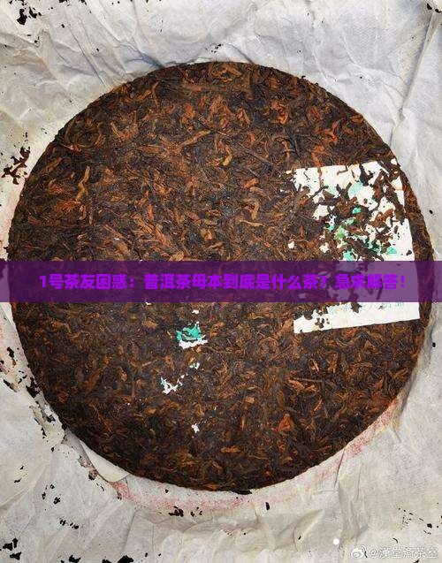 1号茶友困惑：普洱茶母本到底是什么茶？急求解答！