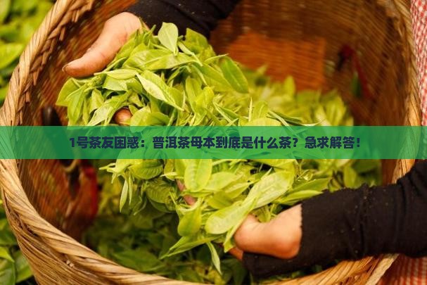 1号茶友困惑：普洱茶母本到底是什么茶？急求解答！