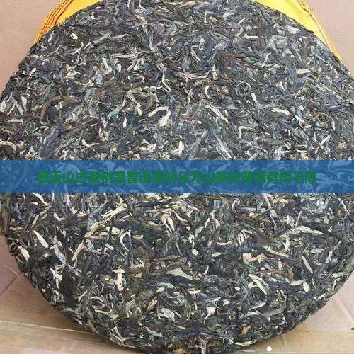 景迈山古茶树是普洱茶吗与万山茶树普洱有何不同