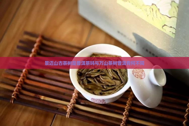 景迈山古茶树是普洱茶吗与万山茶树普洱有何不同