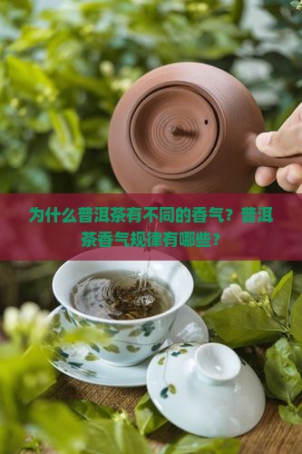为什么普洱茶有不同的香气？普洱茶香气规律有哪些？