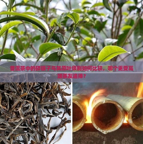 普洱茶中的碎银子与其原叶级别如何比较，哪个更受高端茶友追捧？