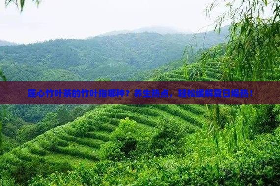 莲心竹叶茶的竹叶指哪种？养生热点，轻松缓解夏日燥热！
