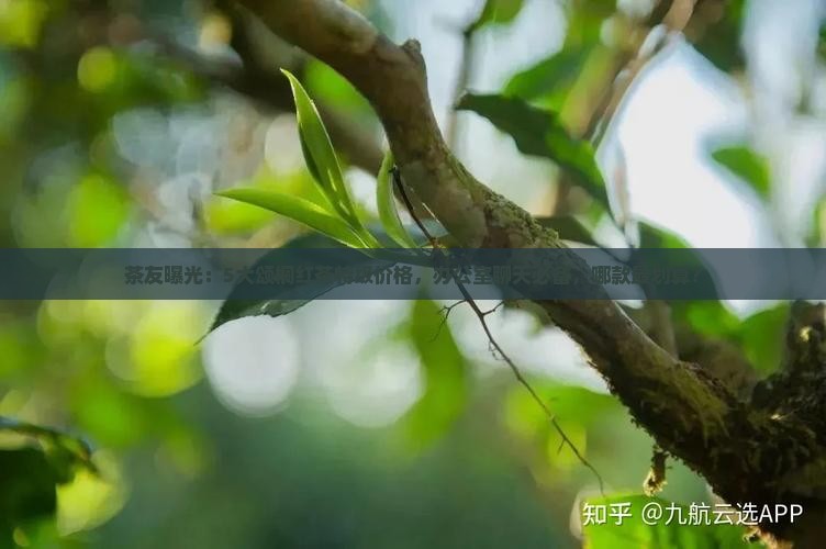 茶友曝光：5大颂桐红茶特级价格，办公室聊天必备，哪款最划算？