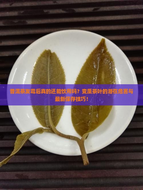 普洱茶发霉后真的还能饮用吗？变质茶叶的潜在危害与最新保存技巧！