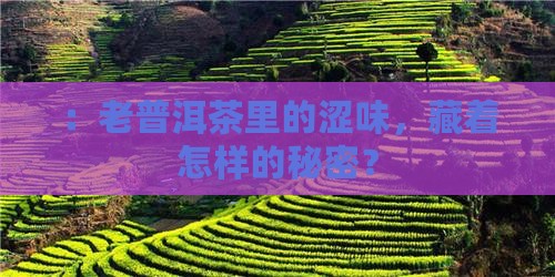 ：老普洱茶里的涩味，藏着怎样的秘密？