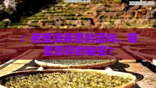 ：老普洱茶里的涩味，藏着怎样的秘密？