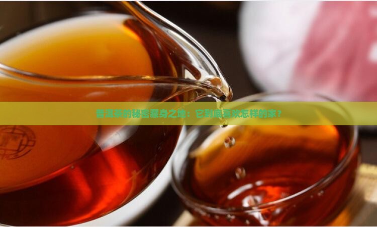 普洱茶的秘密藏身之地：它到底喜欢怎样的家？