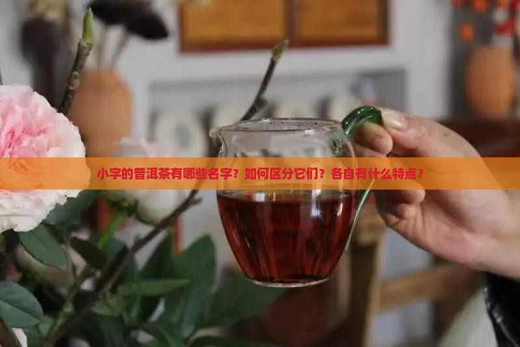 小字的普洱茶有哪些名字？如何区分它们？各自有什么特点？