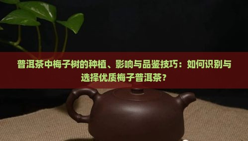 普洱茶中梅子树的种植、影响与品鉴技巧：如何识别与选择优质梅子普洱茶？