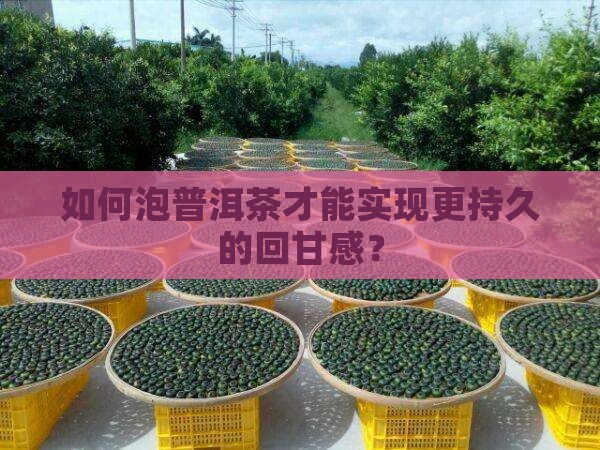如何泡普洱茶才能实现更持久的回甘感？