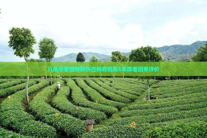 八角亭老班章防伪古树有机茶5年陈老班章评价