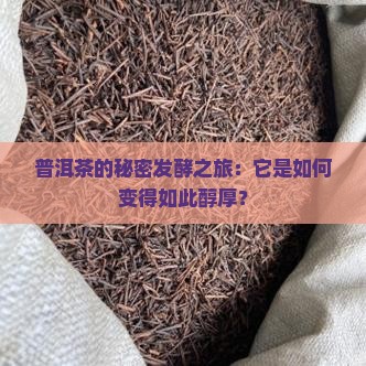 普洱茶的秘密发酵之旅：它是如何变得如此醇厚？