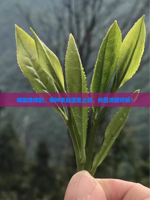 喉咙痒痒的，哪种茶能温柔止咳，找回清甜呼吸？