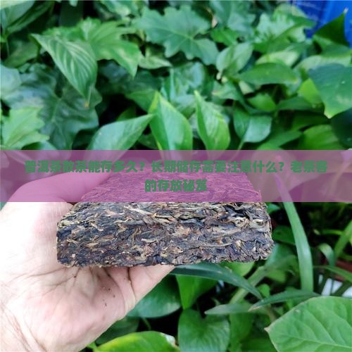 普洱茶散茶能存多久？长期储存需要注意什么？老茶客的存放秘笈