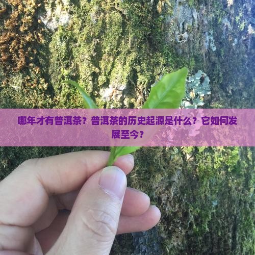 哪年才有普洱茶？普洱茶的历史起源是什么？它如何发展至今？