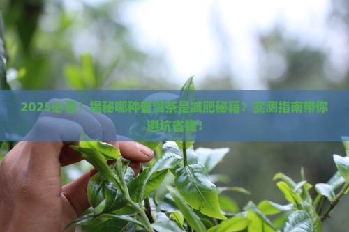 哪种普洱茶有减肥效果