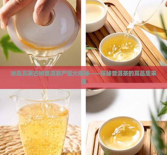 冰岛五寨一年产多少吨茶叶