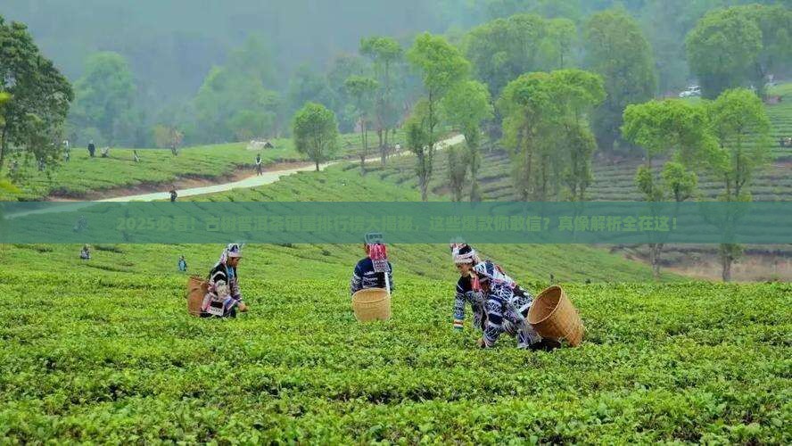 古树普洱茶销量排行榜