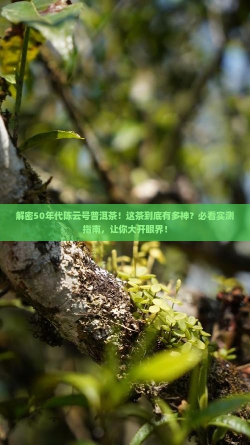 陈云号普洱茶50年代