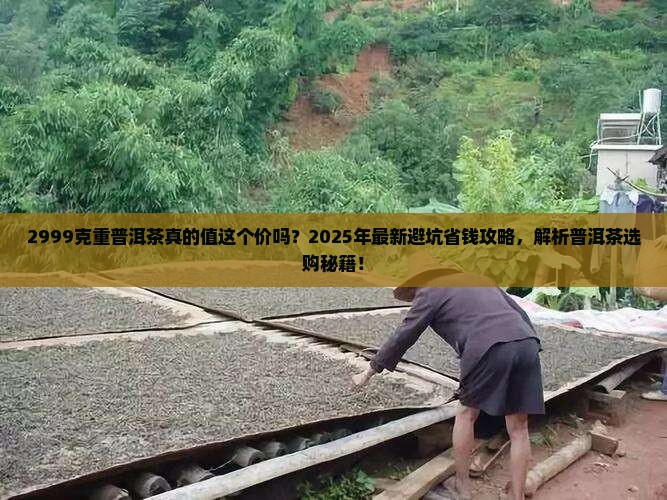 2999克重普洱茶