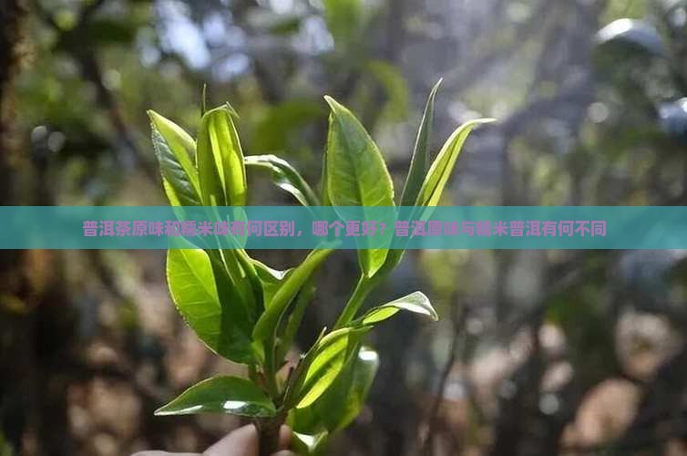 普洱茶原味和糯米