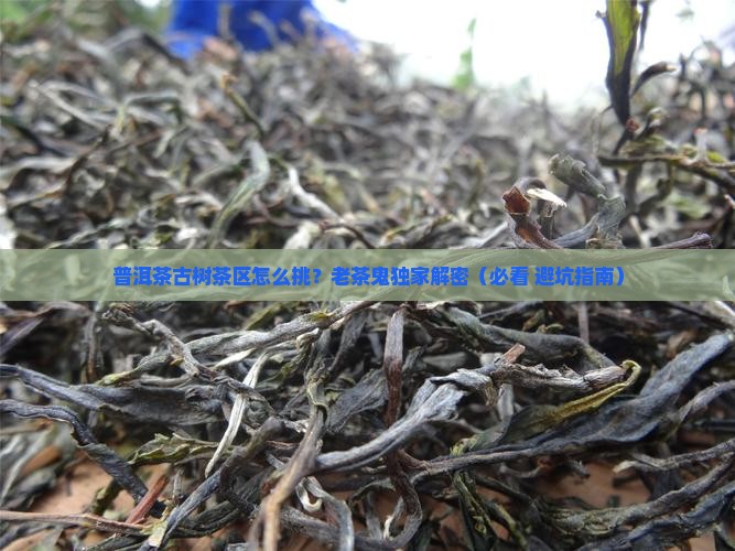 普洱茶古树茶区