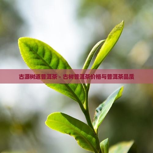 古源树道普洱茶