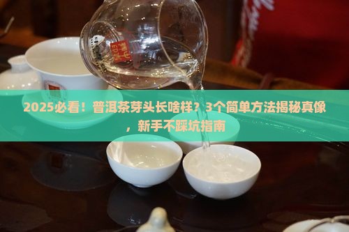 普洱茶芽头什么样子