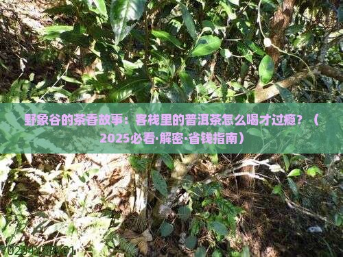 野象谷客栈普洱茶