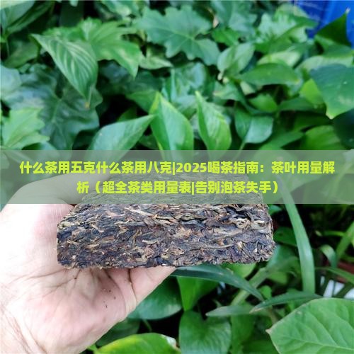 什么茶用五克什么茶用八克