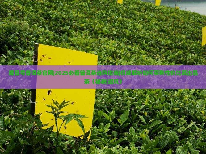 隆昌号普洱茶官网
