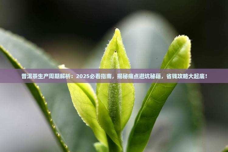 普洱茶生产周期