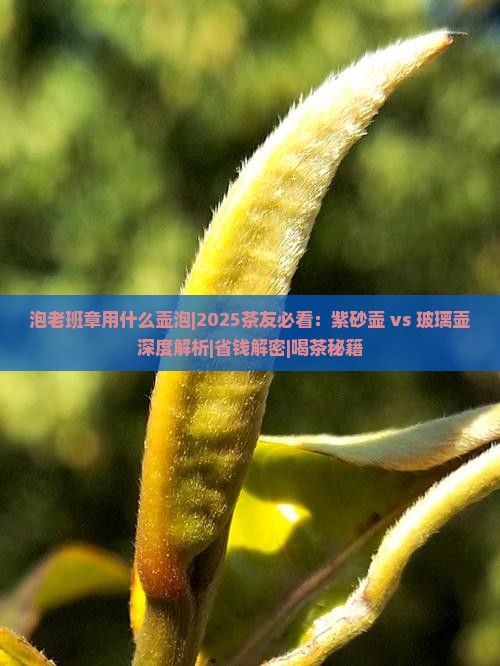 泡老班章用什么壶泡