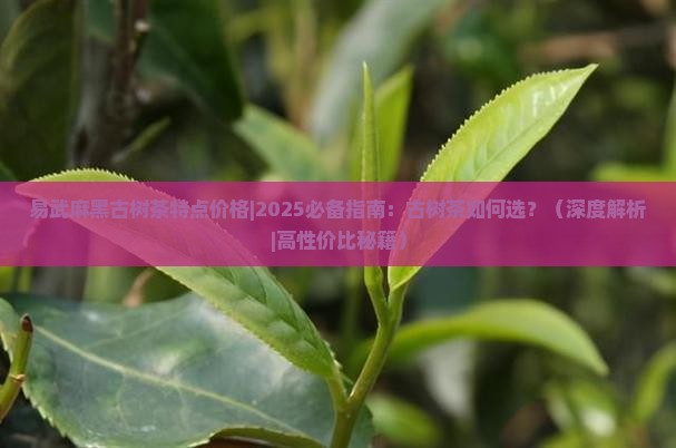 易武麻黑古树茶特点价格
