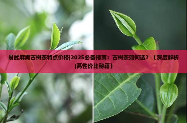 易武麻黑古树茶特点价格