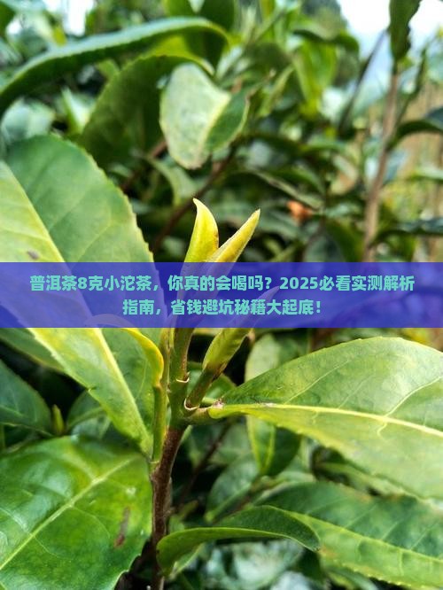 普洱茶8克小沱茶