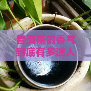 普洱茶有什么样的香气吗