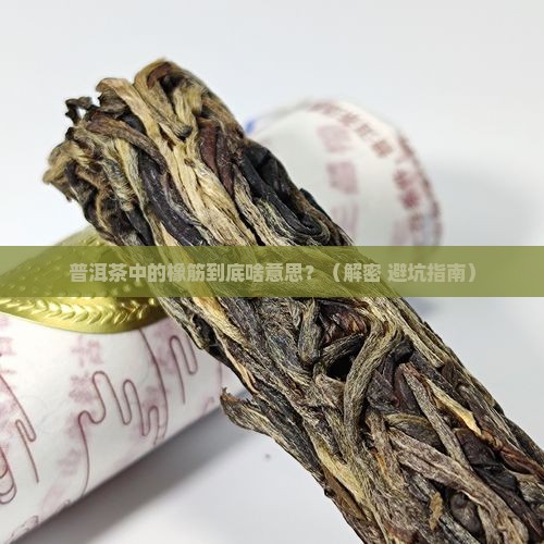 普洱茶的橡筋是什么意思