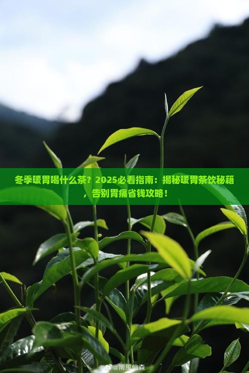 冬季暖胃喝什么茶
