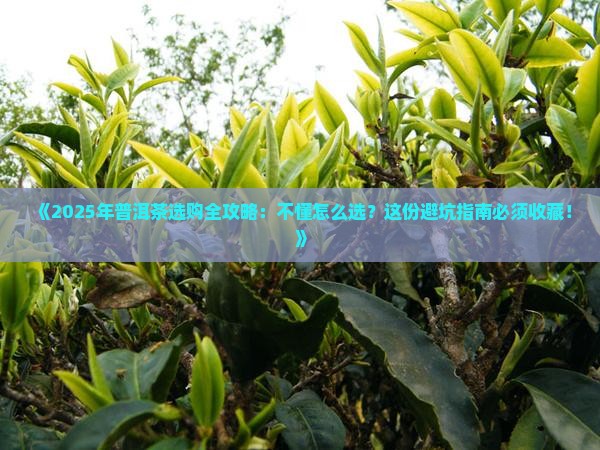 怎么选普洱茶推荐一下喝