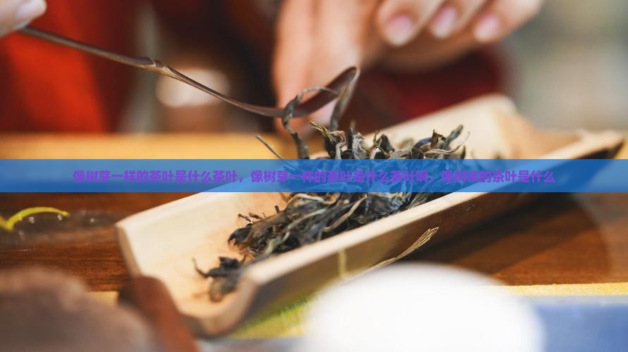 像树芽一样的茶叶是什么茶叶