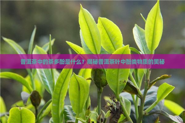 普洱茶中的茶多酚是什么