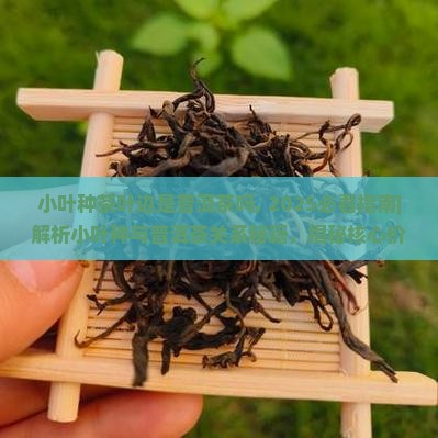 小叶种茶叶边是普洱茶吗