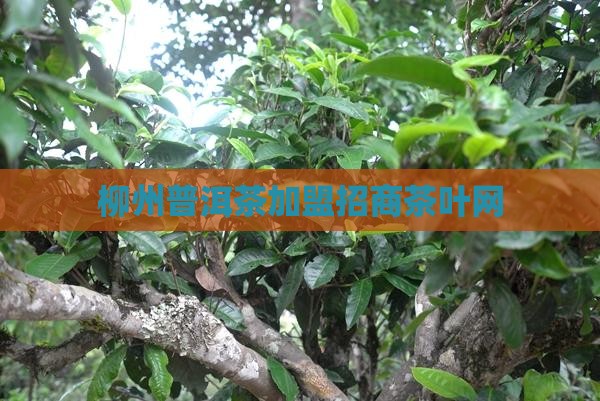 柳州普洱茶品牌招商网