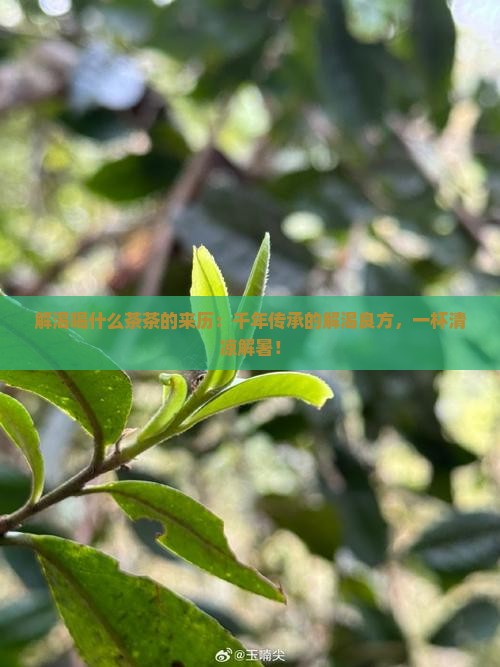 解渴喝什么茶茶的来历