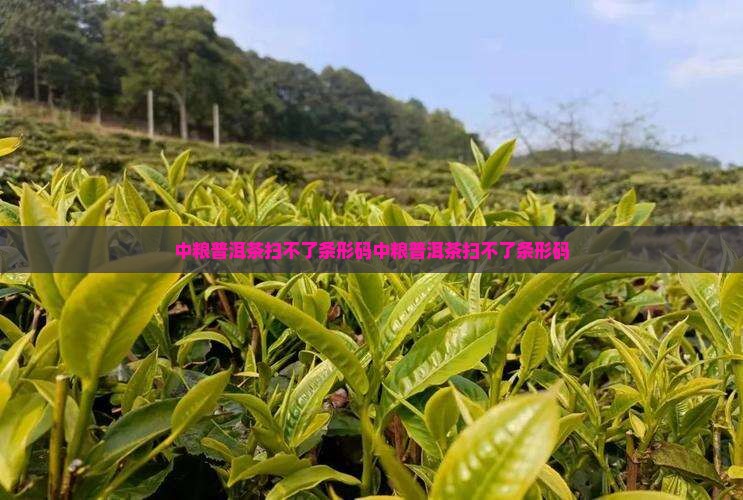 中粮普洱茶扫不了条形码