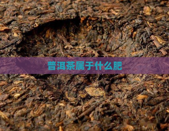 普洱茶属于什么肥