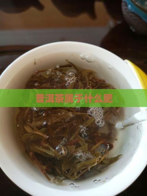 普洱茶属于什么肥